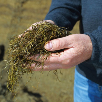 Grassilage mit Hand_edited